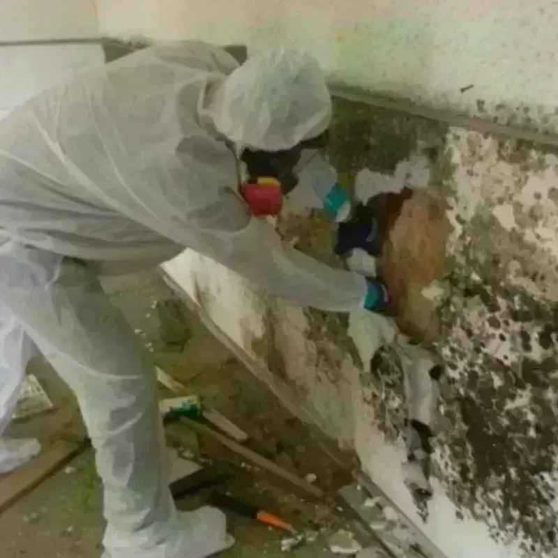 Mold Remediation and Removal in Augusta County, VA